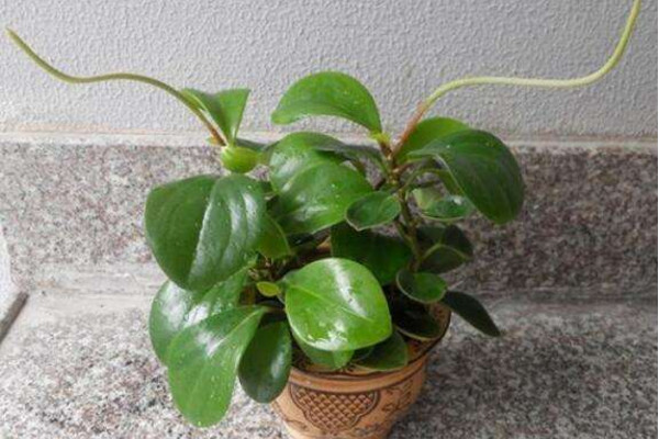 碧玉花怎么养，5步教你养好碧玉花
