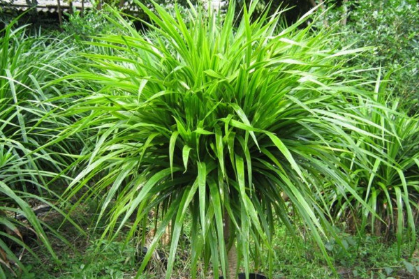 龙须树和龙血树的区别，属于同种植物本质相同