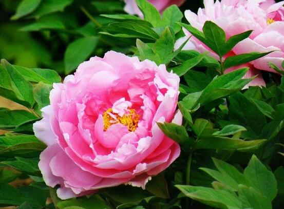 牡丹花花期,牡丹花的花期4-5月份(绽放十天)