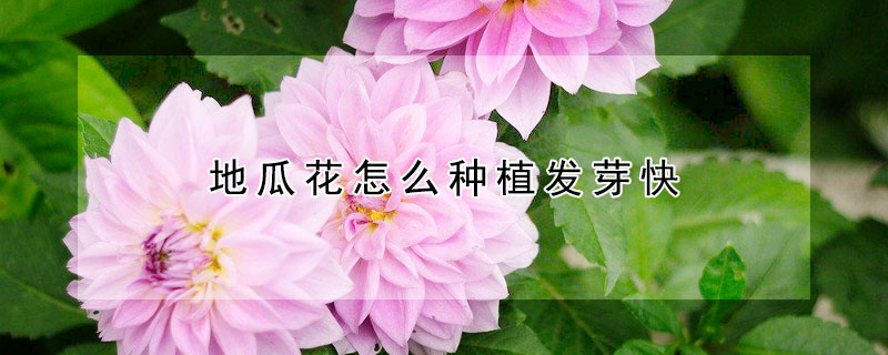 地瓜花怎么种植发芽快