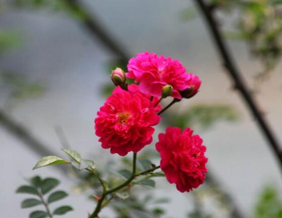 野蔷薇花语是什么,野蔷薇花语代表着浪漫的爱情