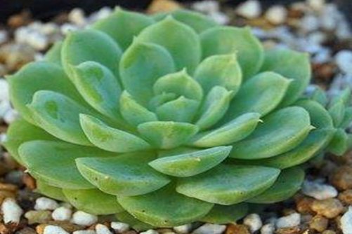 适合新手养的多肉品种，这些多肉植物想养死它们都很难