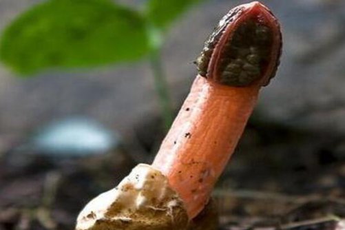红鬼笔可以食用吗？红鬼笔当然可以吃，药用价值也很高