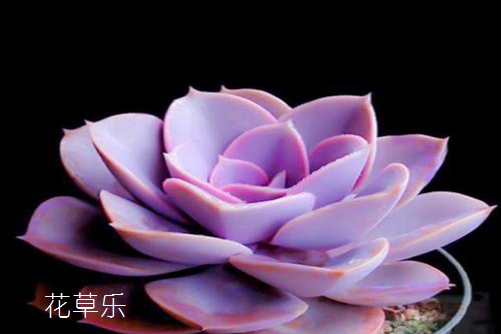 最有少女感的多肉—紫珍珠黑腐怎么办