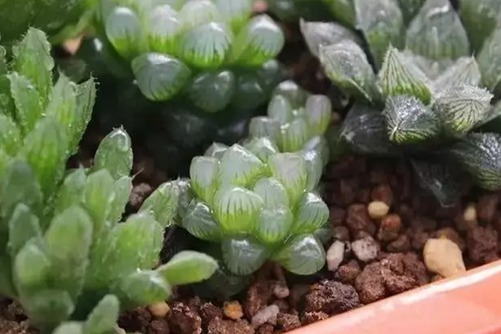 多肉植物应该什么时候浇水？多肉植物浇水秘诀