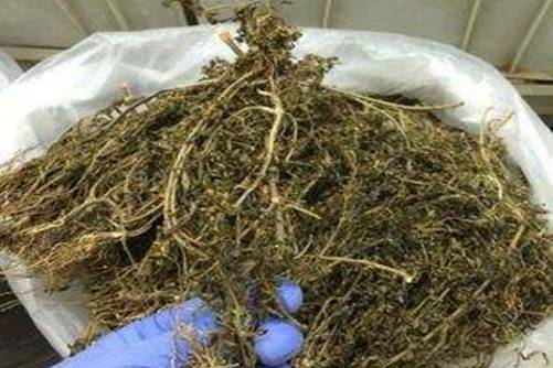 水灵芝的功效 水灵芝能抗肿瘤、保肝解毒而且价格也不贵