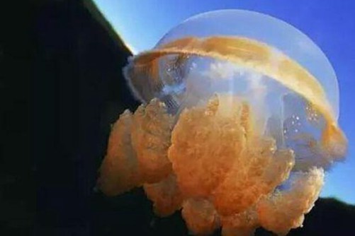 海蜇图片，层涛拥沫缀虾行 水母含秋孕地灵