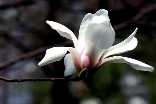 上海市的市花是什么？你知道上海市的市花吗