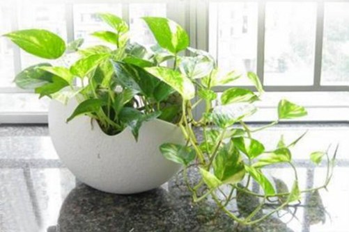 耐阴植物有哪些，这八种耐阴植物好看又好养