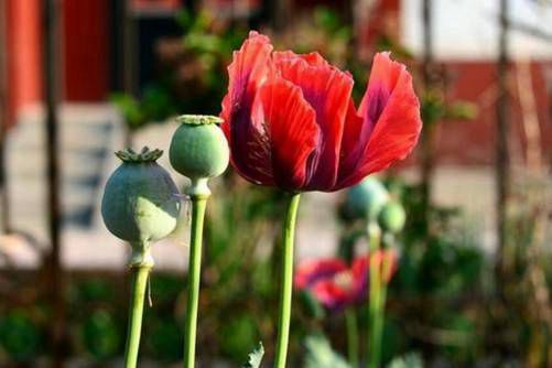 罂粟花图片，珍爱生命 远离毒品