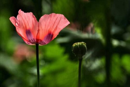 罂粟花图片，珍爱生命 远离毒品