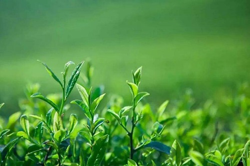建德苞茶多少钱一斤 建德苞茶有养生明目，抗菌杀菌的功效您喝过吗？