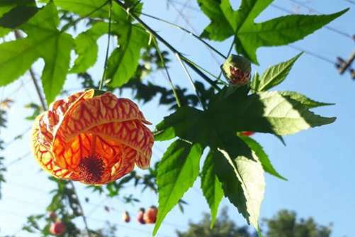 金玲花图片，金玲花 大红灯笼高高挂