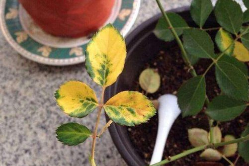 月季花病虫害防治全攻略，月季病虫害识别与防治图片