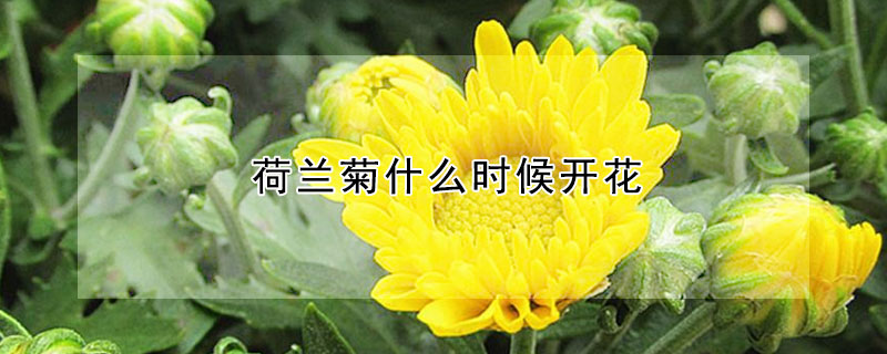 荷兰菊什么时候开花