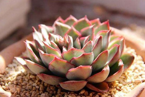 多肉植物开花后会死吗? 哪些多肉开花后会死