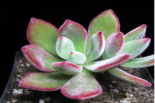 锦晃星怎么养殖好？锦晃星什么时候开花？