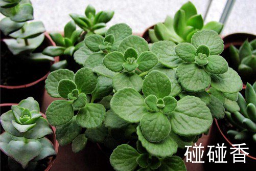 碰碰香和薄荷的区别，碰碰香触碰后会散发苹果香