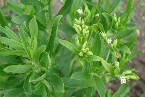 干甜菊叶多少钱一斤？干甜菊叶的副作用和禁忌