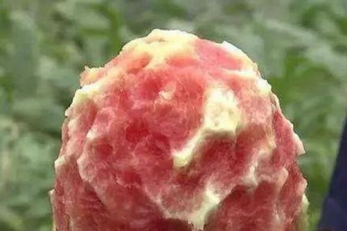 西瓜图片，下咽顿除烟火气 入齿便作冰雪声