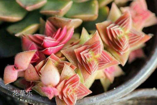 多肉植物怎么养 多肉茜之塔篇