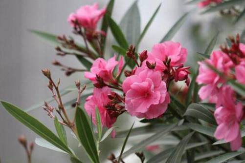 什么花有毒？踏青赏花这些花有毒，最好不要碰