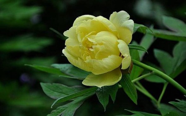 芍药花图片，高清芍药花图片大全