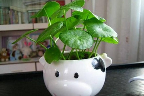 耐阴植物有哪些，这八种耐阴植物好看又好养