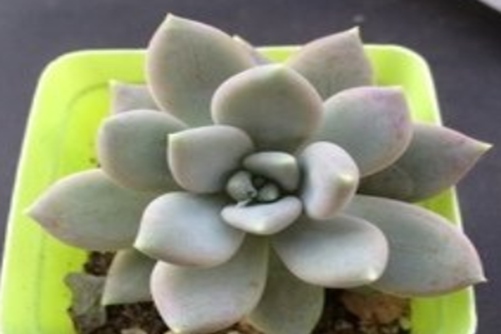 白雪女王养殖方法，以女神名字命名的多肉