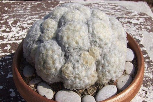 白星公主多肉养殖方法， 海贼王：天龙人看上白星公主怎么办？