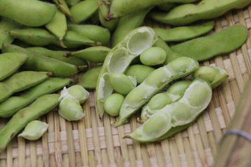 黄豆图片，捋青捣软饥肠，问言豆叶几时黄