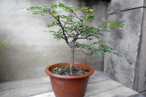 花椒树的种植方法，掌握这5点种植方法保证花椒硕果累累