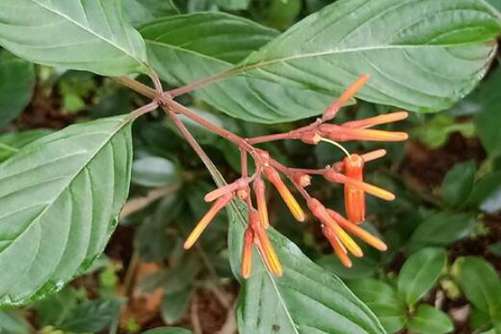 希茉莉图片，茉莉天仙妹 貌美醉娇花