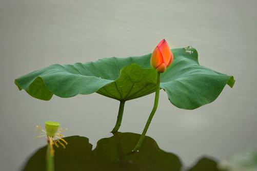 荷花图片，幸福湾的荷花、睡莲都开了