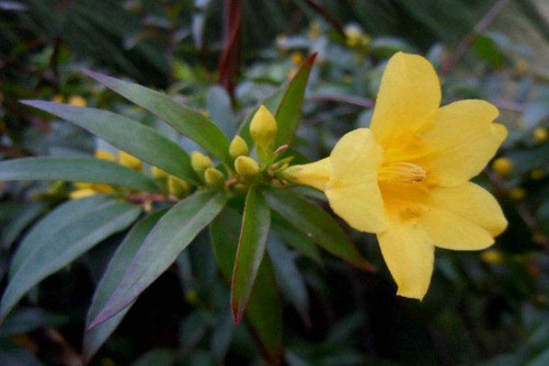 法国香水花怎么养，这样养花期达半年且馥郁芬芳