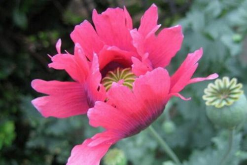 罂粟花图片，珍爱生命 远离毒品