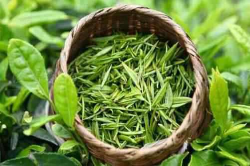 婺源毛尖图片，商人重利轻别离 前月浮梁买茶去