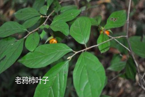 金弹子和老鸦柿的区别，学会这四点就够了