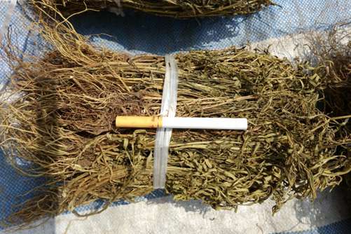 水灵芝的功效 水灵芝能抗肿瘤、保肝解毒而且价格也不贵