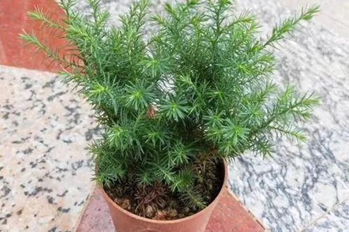 雪松的特点