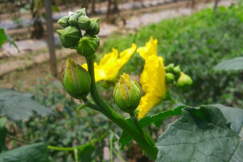 丝瓜花什么时候开花，丝瓜花的功效与作用