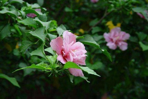 木槿花怎么养，掌握这四点技巧让木槿花大色艳
