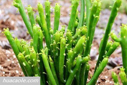膨珊瑚的养殖方法 膨珊瑚是最好养的多肉植物，易爆盆