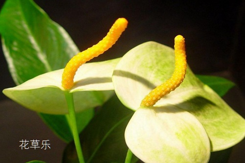 火鹤花是狮子座的守护花，火鹤的花语是什么？适合送什么人呢？