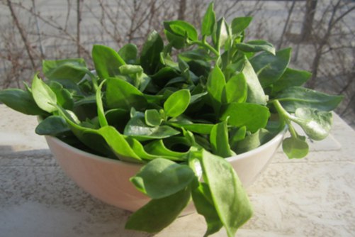 穿心莲种植方法，穿心莲这样养观赏食用两不误