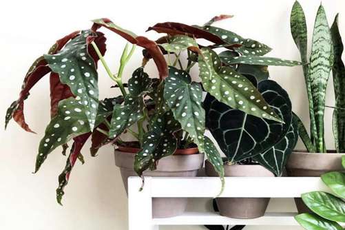 ins风网红绿植鳟鱼秋海棠，您见过吗？快来欣赏一下