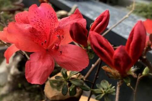 杜鹃花图片，杜鹃花发杜鹃啼 似血如朱一抹齐