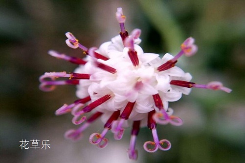 珍珠吊兰多肉植物成长记，珍珠吊兰的养殖方法介绍