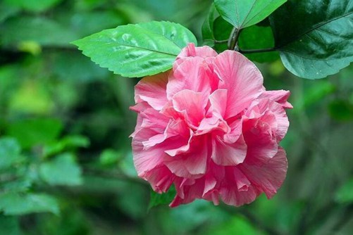 芙蓉花的作用，芙蓉花的功效和食用方法介绍