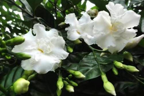 狗牙花风水作用有哪些？忧郁胆怯的人狗牙花是你的福音